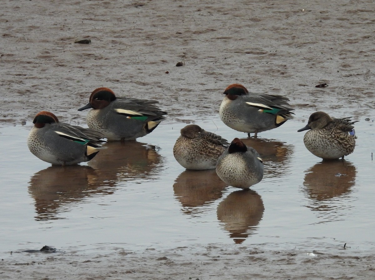 Green-winged Teal - ML647778200