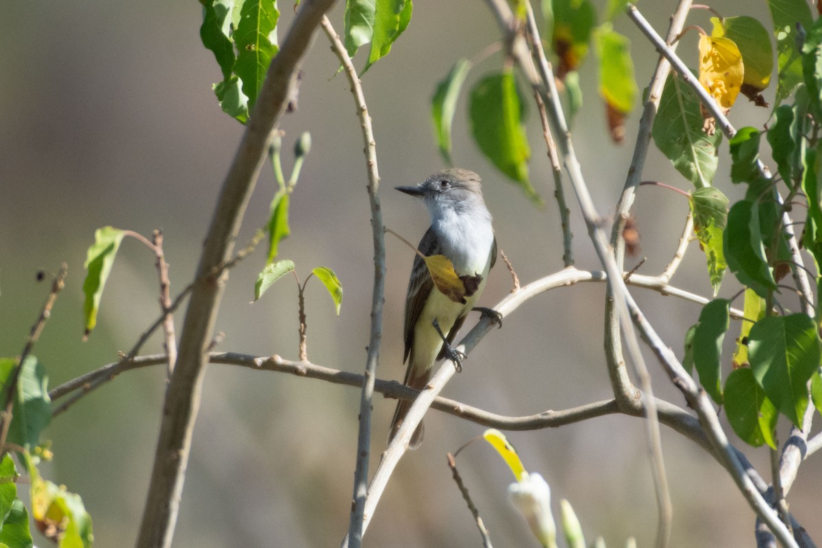 Ash-throated Flycatcher - ML647778201