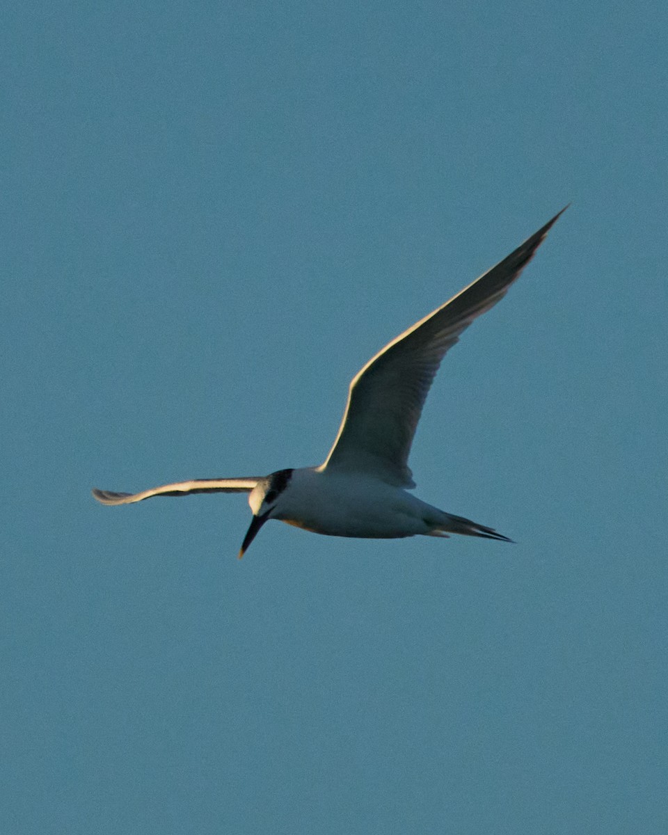 Sandwich Tern - ML647778202