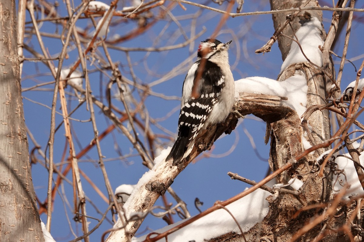 Downy Woodpecker (Eastern) - ML647778203