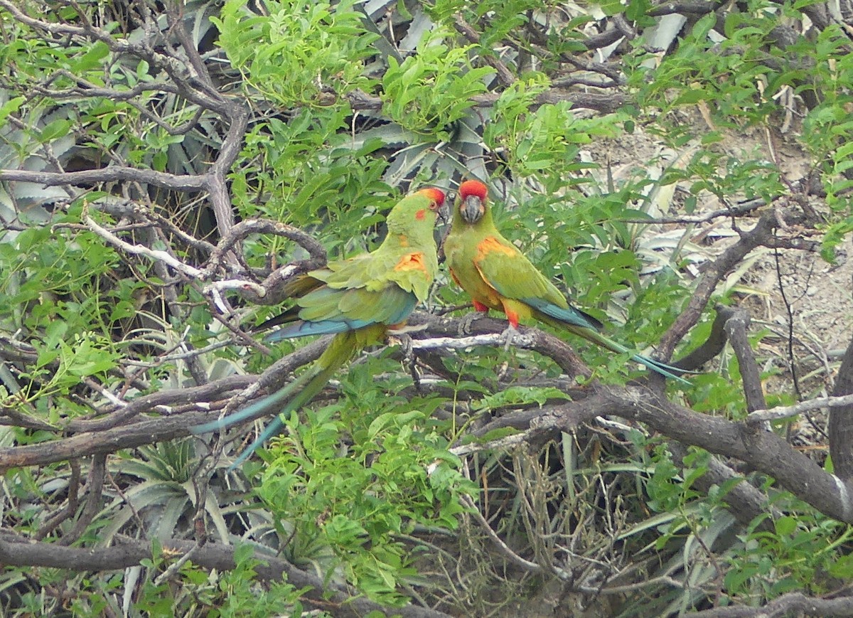 Red-fronted Macaw - ML647778204