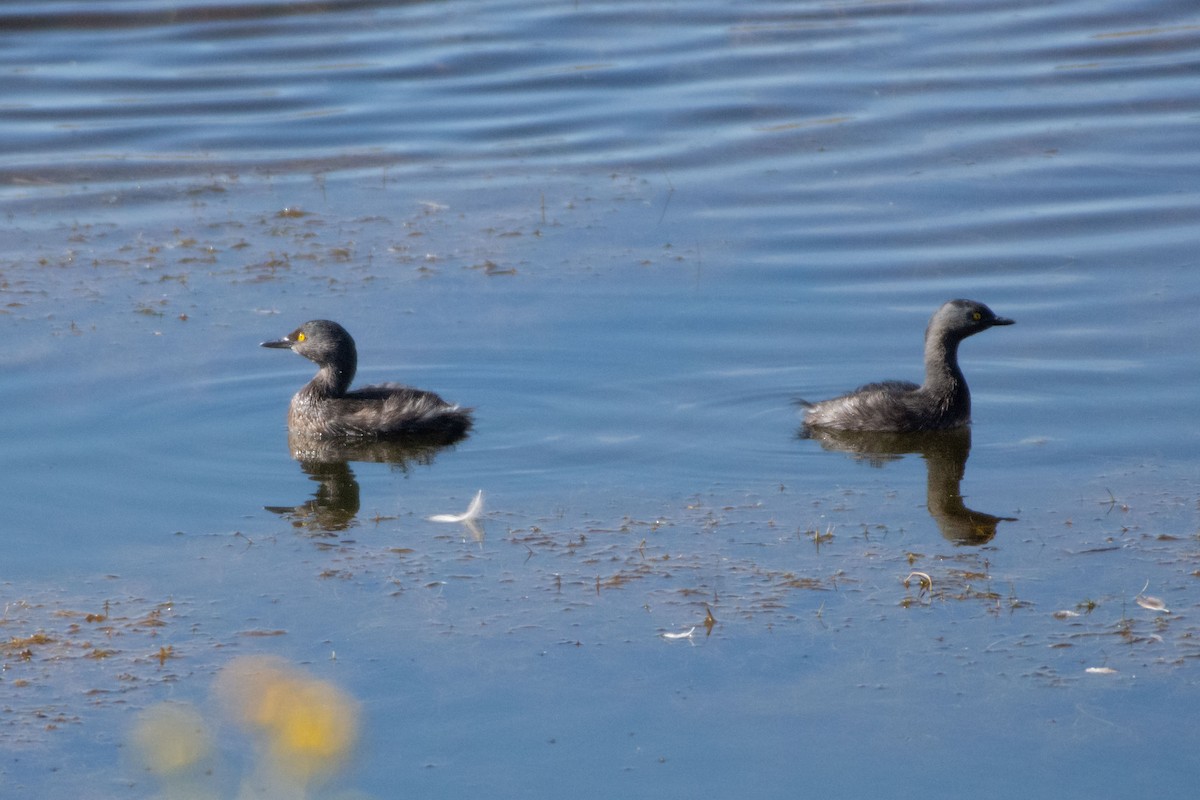 Least Grebe - ML647778211