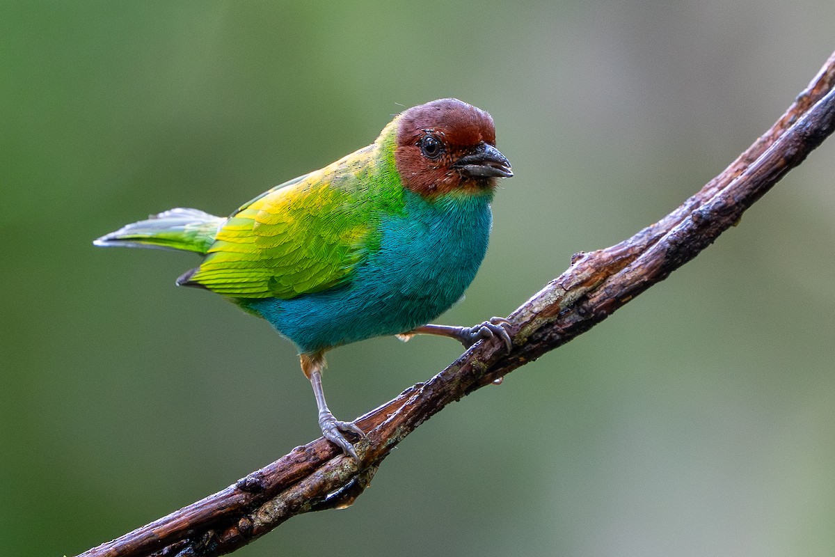 Calliste rouverdin - ML647778217