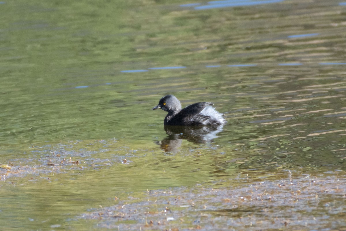 Least Grebe - ML647778222
