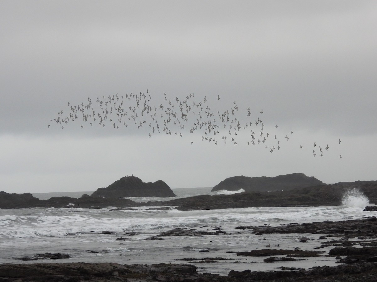 European Golden-Plover - ML647778223