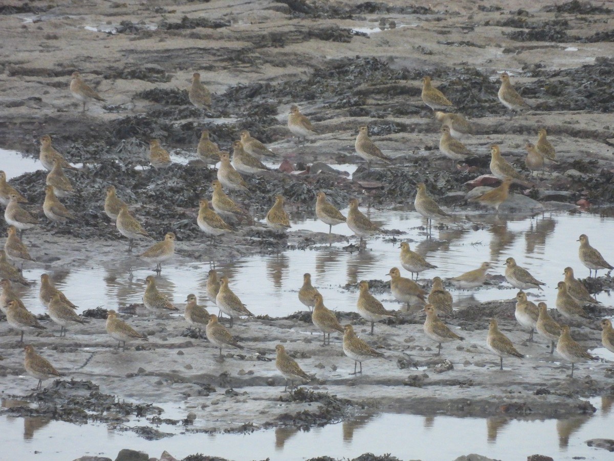 European Golden-Plover - ML647778225
