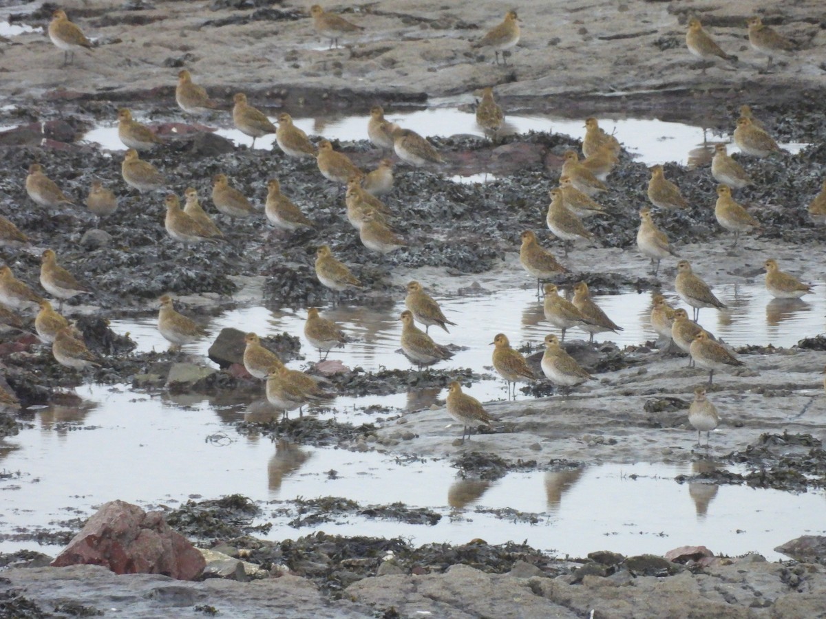 European Golden-Plover - ML647778226