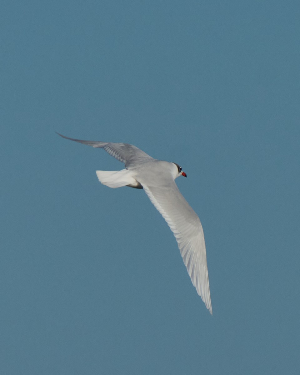 Mediterranean Gull - ML647778231