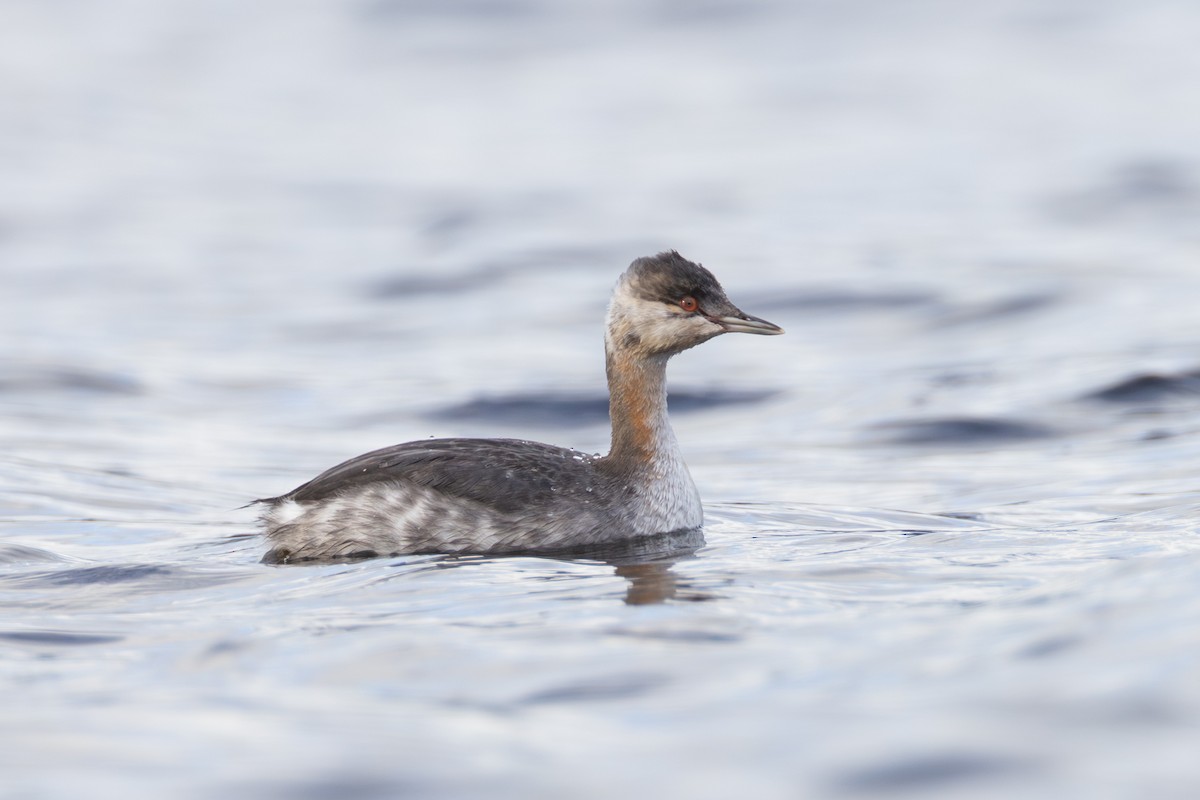 Красношейная поганка - ML647778237