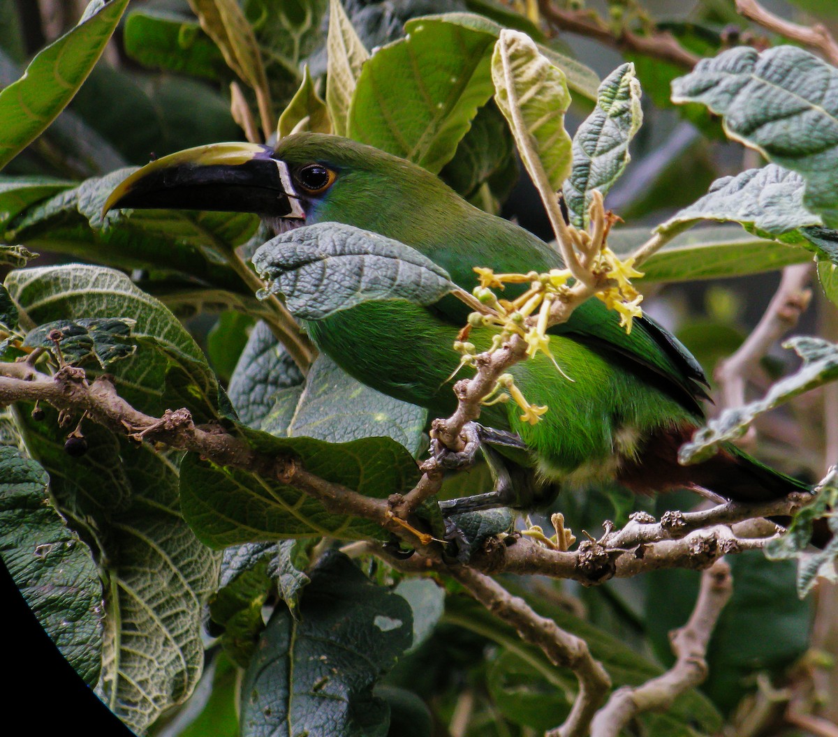 Southern Emerald-Toucanet - ML647778243
