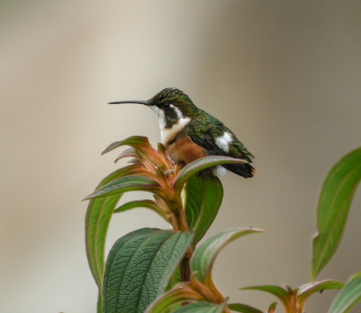 Ak Göbekli Ormanyıldızı - ML647778247