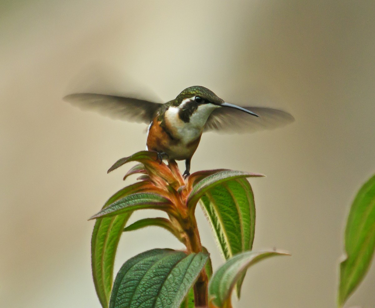 Ak Göbekli Ormanyıldızı - ML647778248