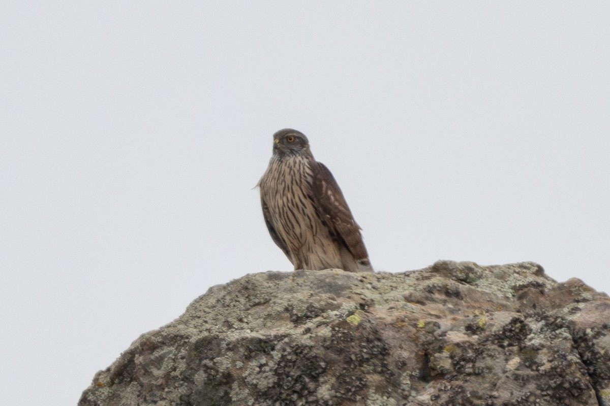 Eurasian Goshawk - ML647778249