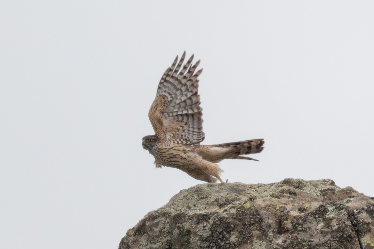 Eurasian Goshawk - ML647778250