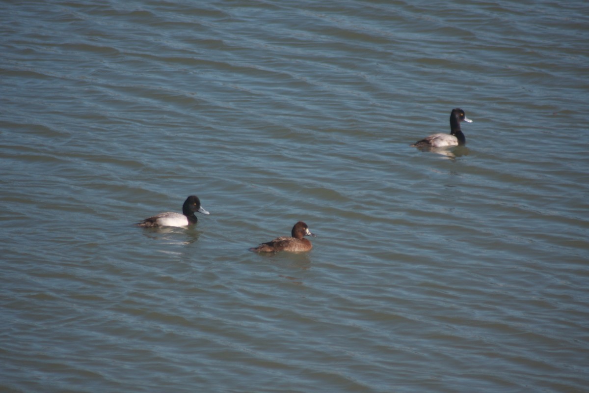 צולל בינוני - ML647778256