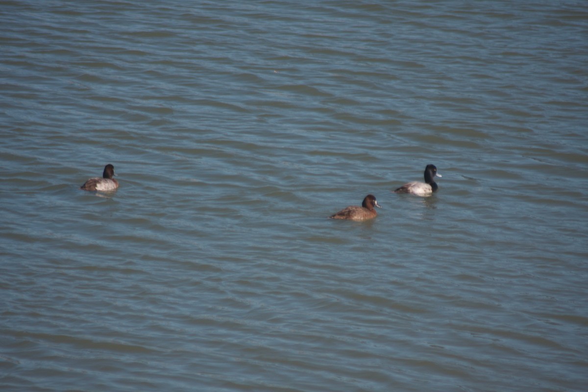צולל בינוני - ML647778257