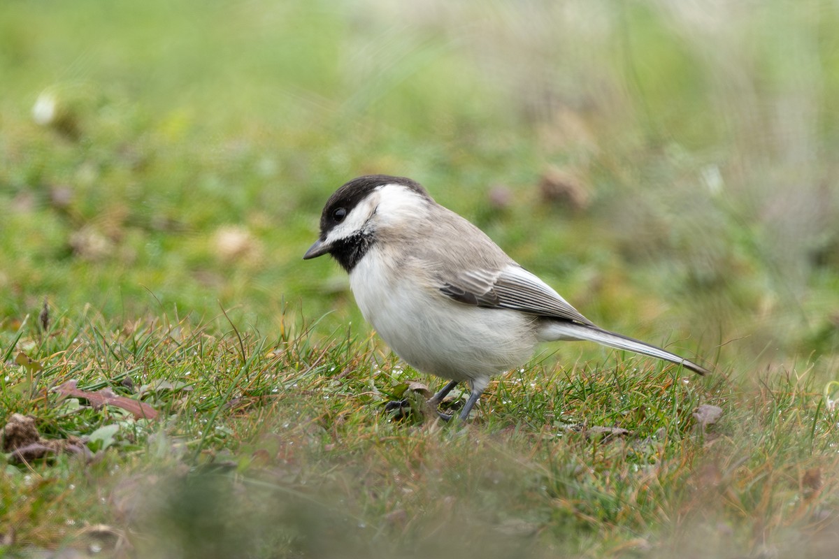 ירגזי חרמון - ML647778258