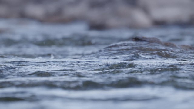 American Dipper - ML647778261