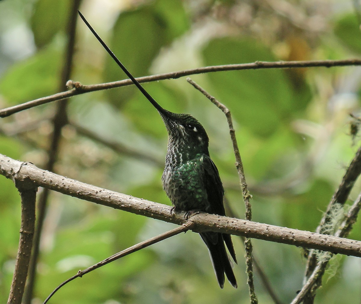 Sword-billed Hummingbird - ML647778262