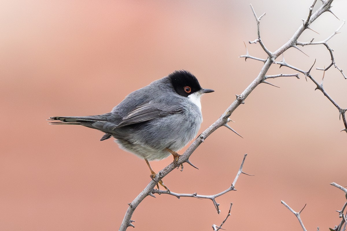 Txinbo burubeltza - ML647778263