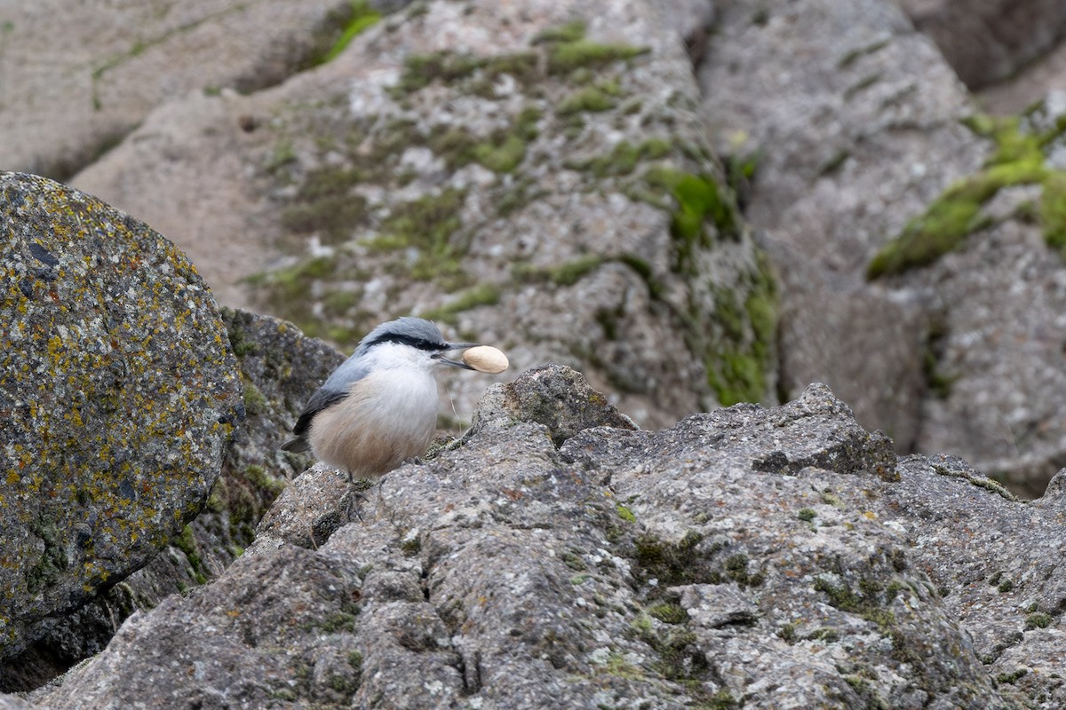 סיטת צוקים - ML647778268
