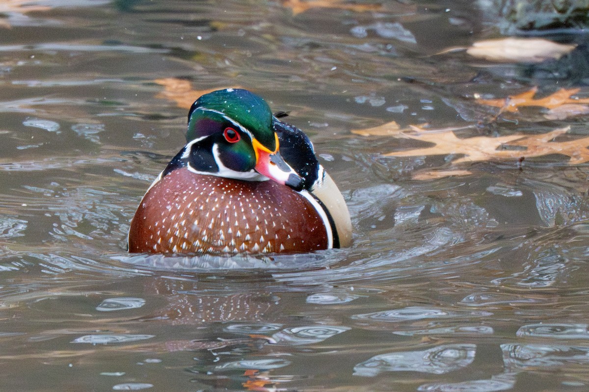 מנדרין אמריקני - ML647778269