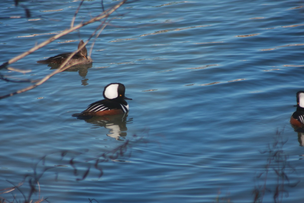 מרגון מקושט - ML647778270