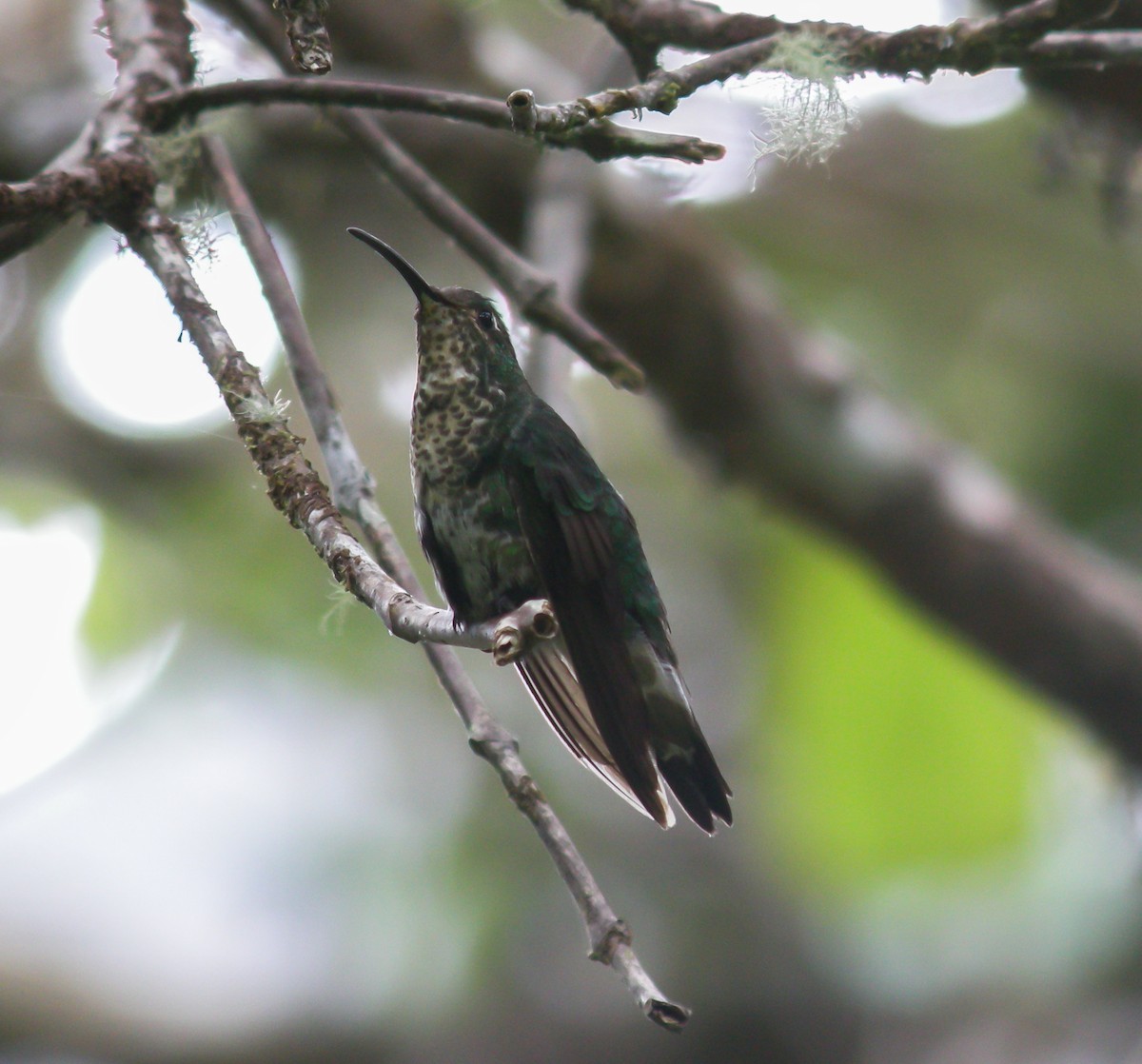 Mountain Velvetbreast - ML647778271