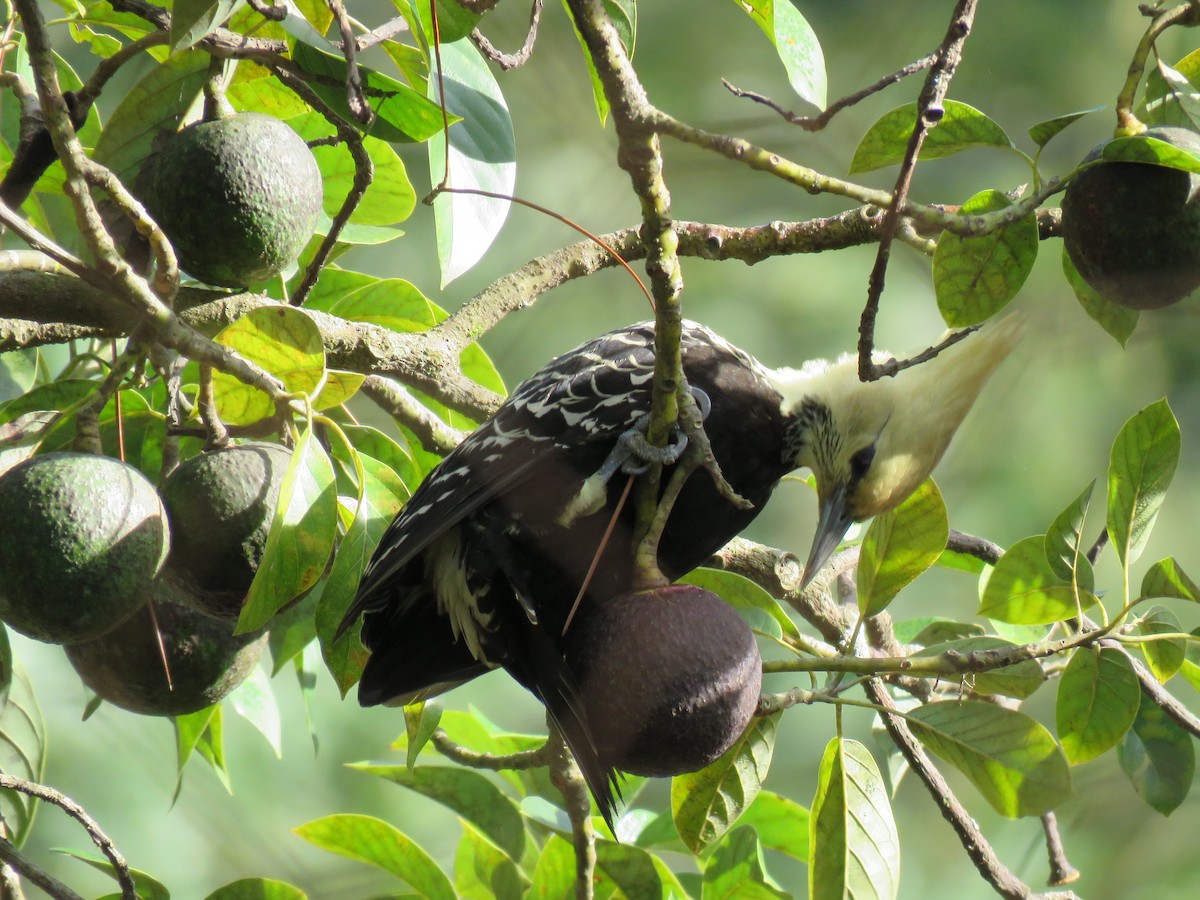 Blond-crested Woodpecker - ML647778272