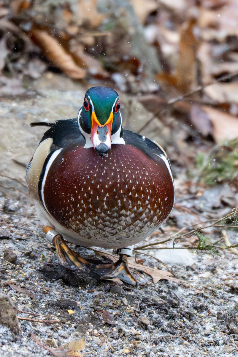 מנדרין אמריקני - ML647778274