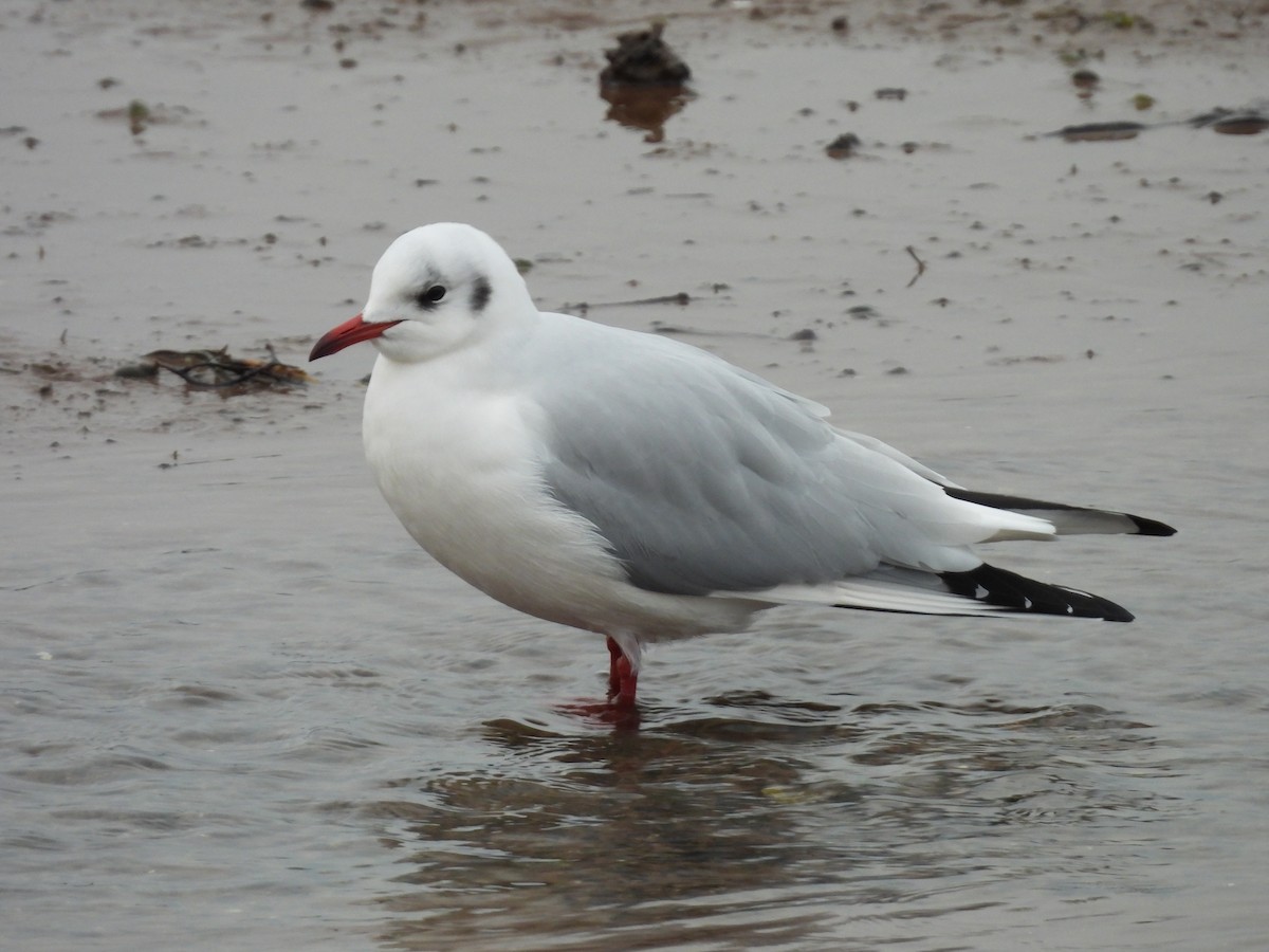 שחף אגמים - ML647778275