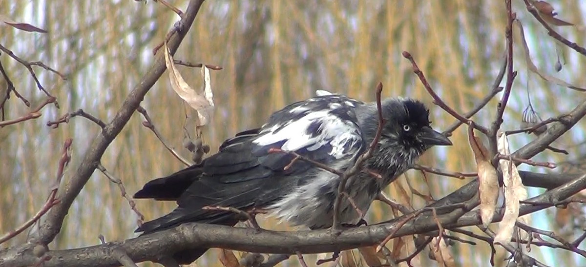 קאק - ML647778278