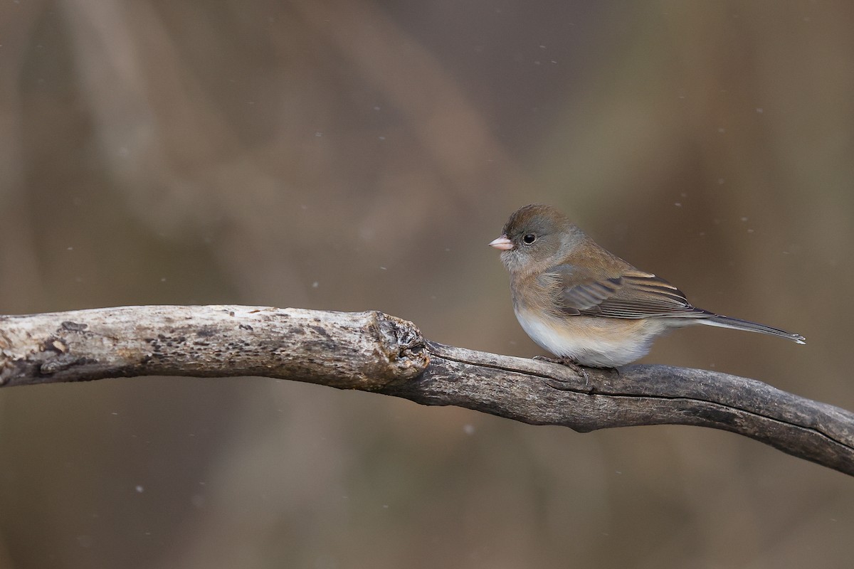 Dark-eyed Junco (Slate-colored) - ML647778279