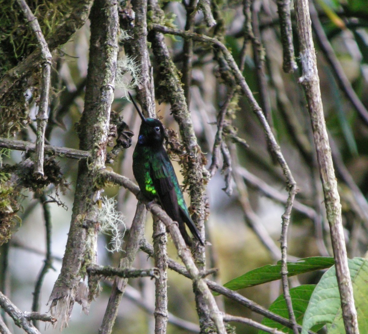 Dusky Starfrontlet - ML647778280