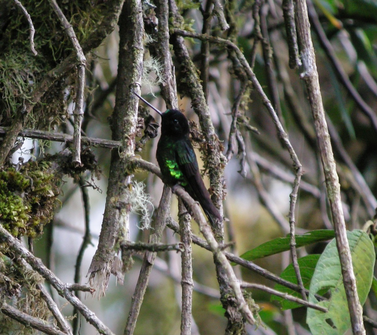 Dusky Starfrontlet - ML647778281