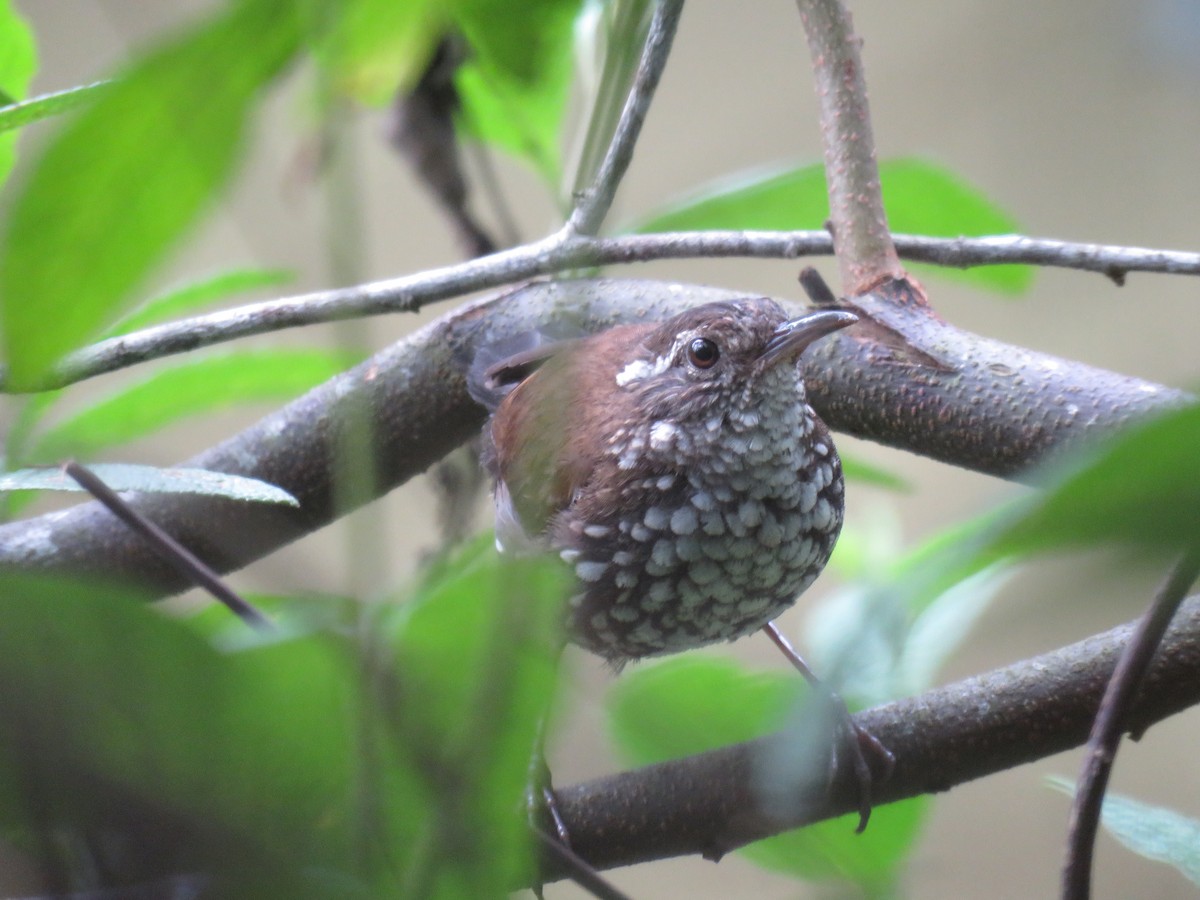 Sharp-tailed Streamcreeper - ML647778282