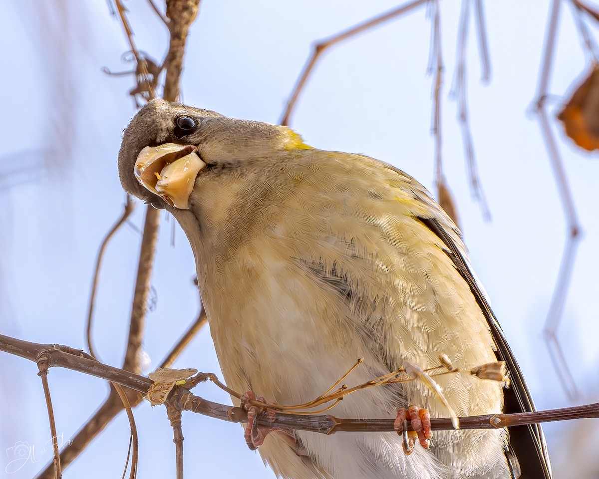 עב-מקור ערב - ML647778284
