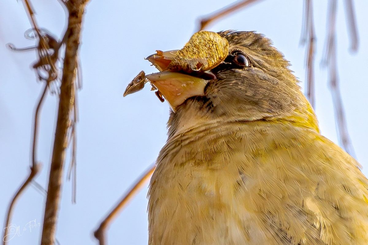 עב-מקור ערב - ML647778285