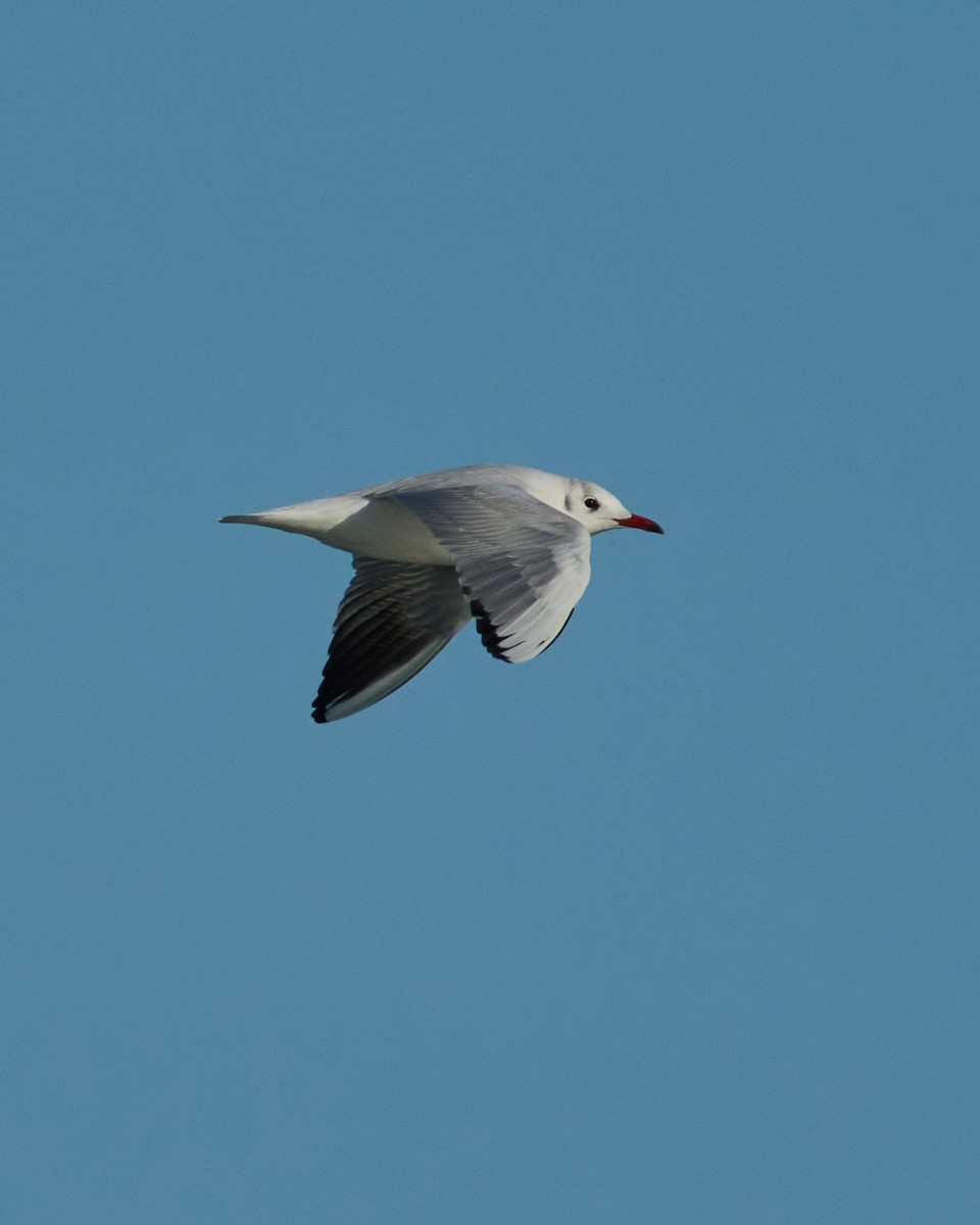 שחף אגמים - ML647778290