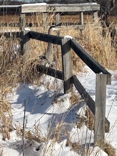 אנפה אמריקנית - ML647778291