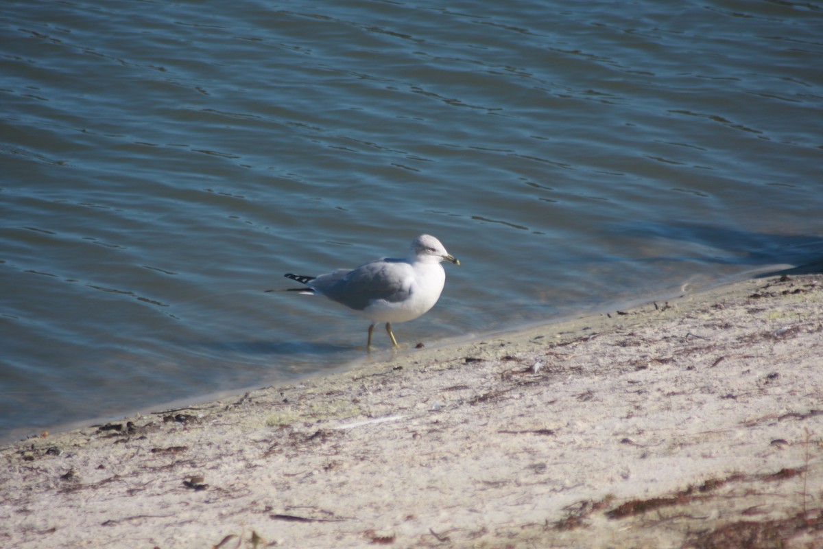 שחף עקוד-מקור - ML647778292