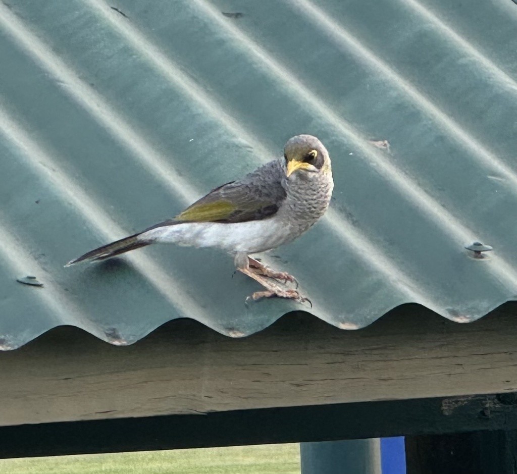 Yellow-throated Miner - ML647778293