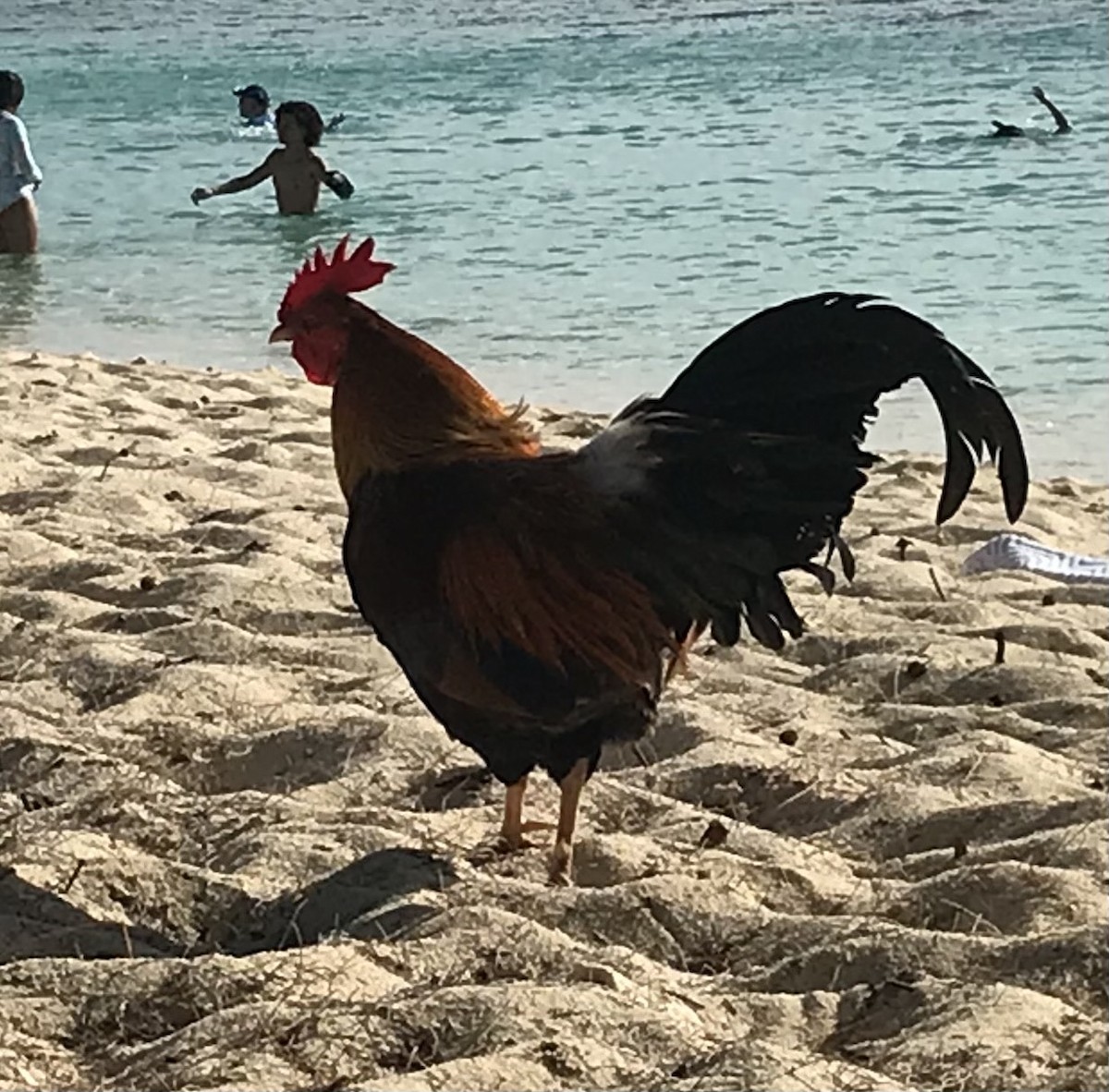 תרנגול בר (מבוית) - ML647778294