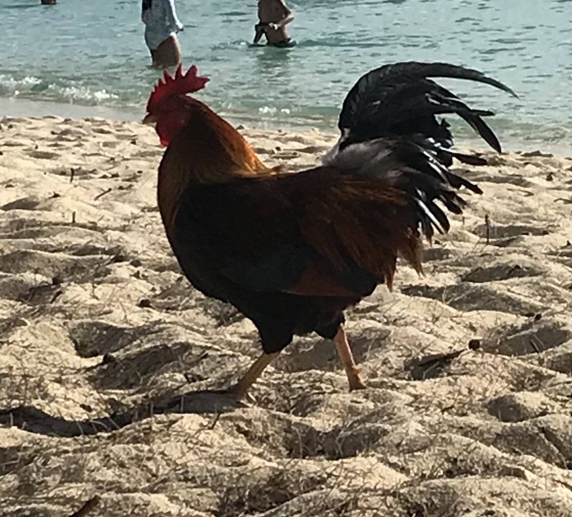 תרנגול בר (מבוית) - ML647778295