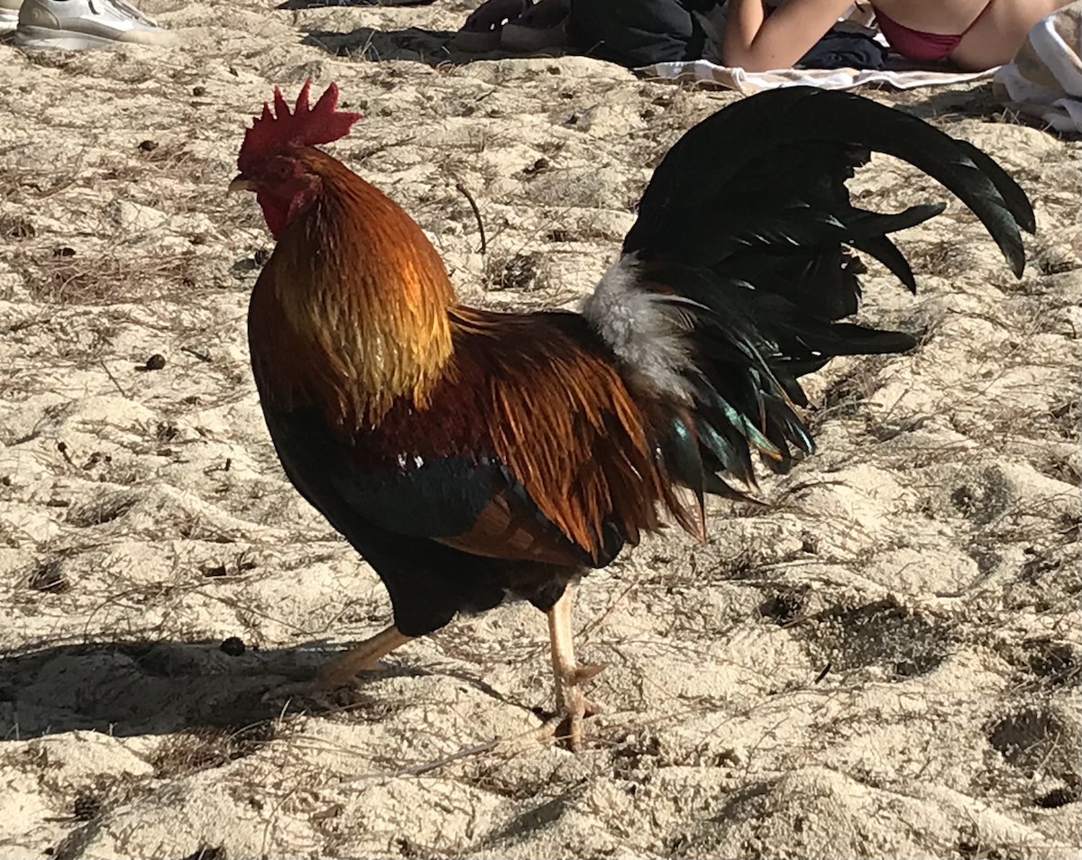 תרנגול בר (מבוית) - ML647778296