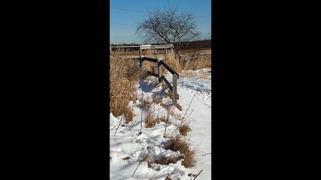 Great Blue Heron - ML647778298