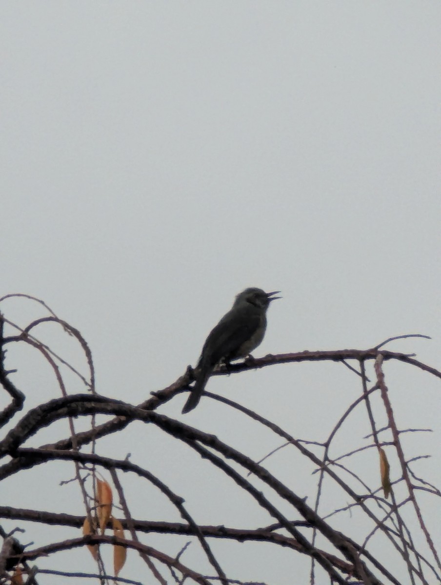 Brown-eared Bulbul - ML647778299
