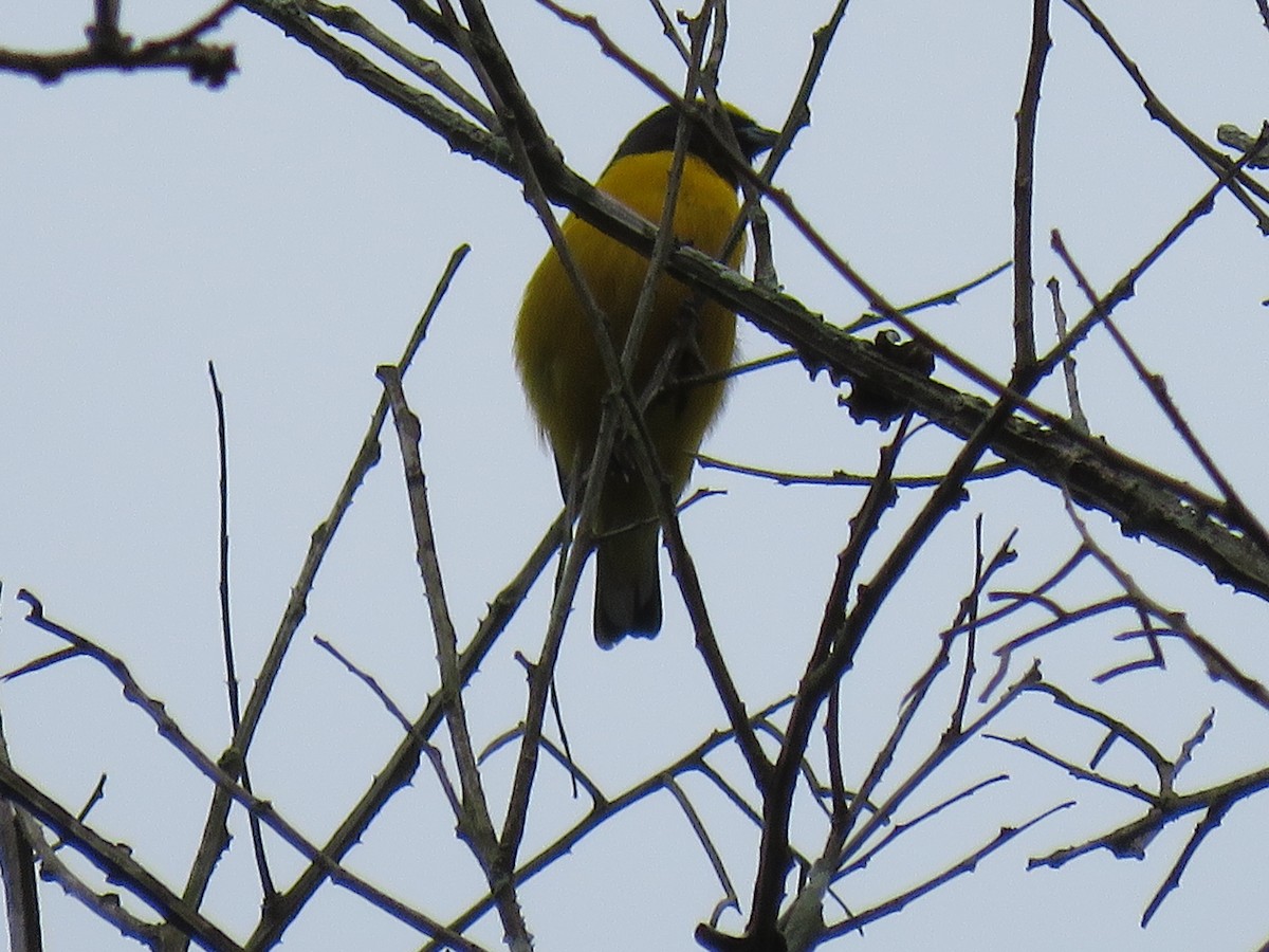 Hooded Siskin - ML647778301