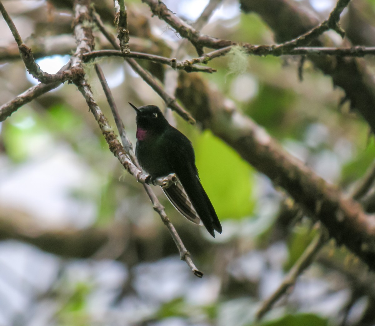 Tourmaline Sunangel - ML647778302