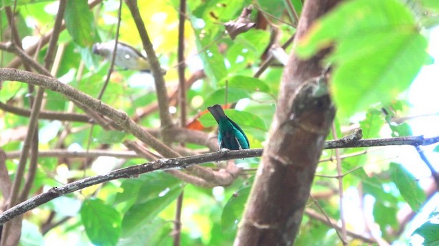 Green Honeycreeper - ML647778314